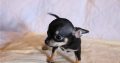 pure breed Chihuahua puppies