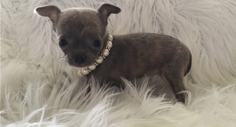 pure breed Chihuahua puppies