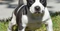 pit bull terre