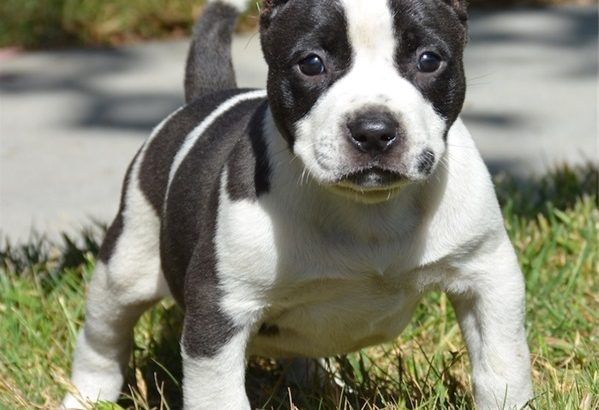 pit bull terre