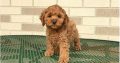 Cockapoo For Sale