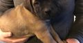 Kusa registered Bullmastiff pups for sale