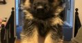 German shepherd ready to go