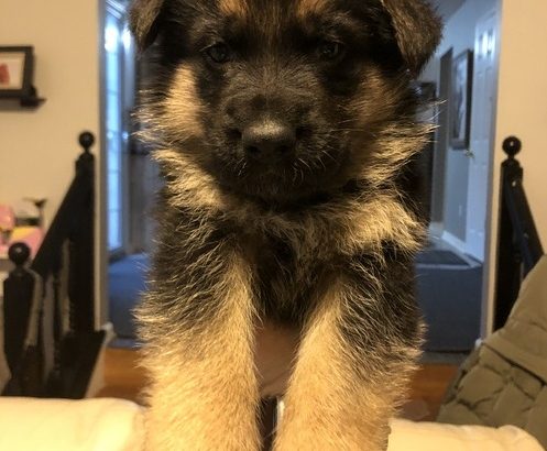 German shepherd ready to go