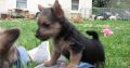 Norwich terrier puppies for sale