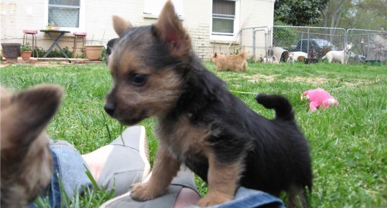 Norwich terrier puppies for sale
