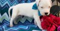 Dog Argentino Puppies For sale