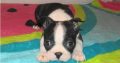 Boston terrier puppies