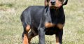 Doberman puppies