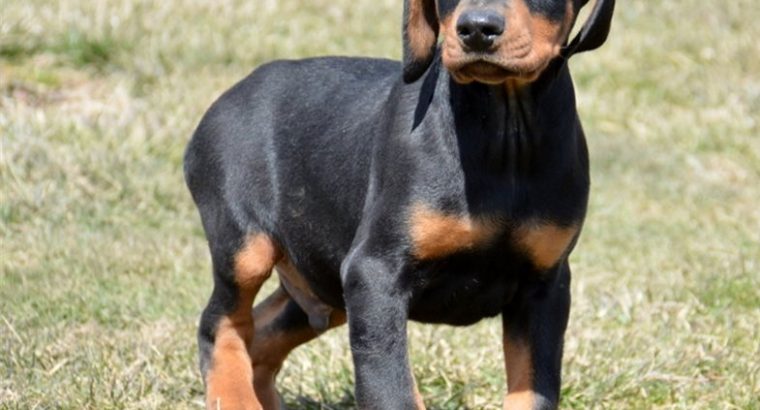 Doberman puppies