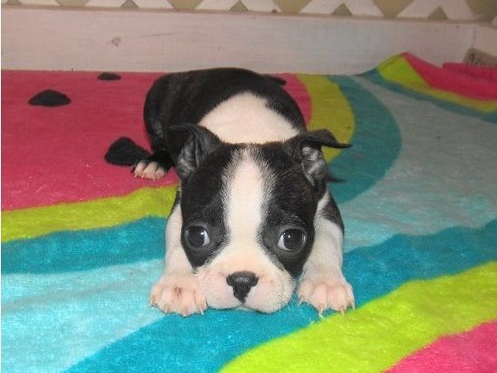 Boston terrier puppies
