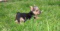 Norwich terrier puppies for sale
