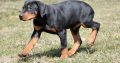 Doberman puppies
