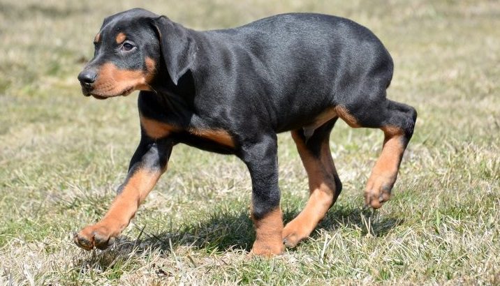 Doberman puppies