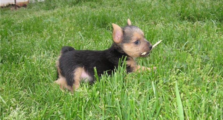 Norwich terrier puppies for sale