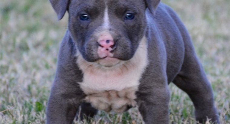 pit bull terre