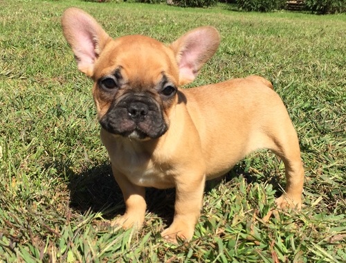 French Bulldog