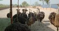 Live chicken, ostrich and day old chicks For Sale