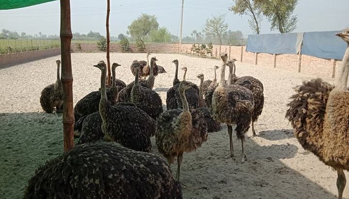 Live chicken, ostrich and day old chicks For Sale