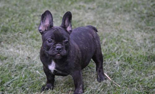 French Bulldog