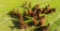 Live chicken, ostrich and day old chicks For Sale