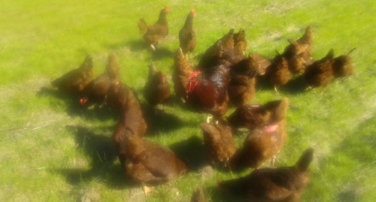 Live chicken, ostrich and day old chicks For Sale