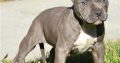 pit bull terre