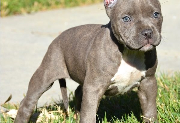 pit bull terre