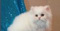 Persian kittens