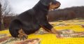 Adorable Doberman Pinscher puppies for sale