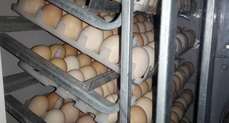 chicken and egg