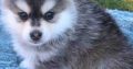 Healthy Blue Eyed Pomsky Female