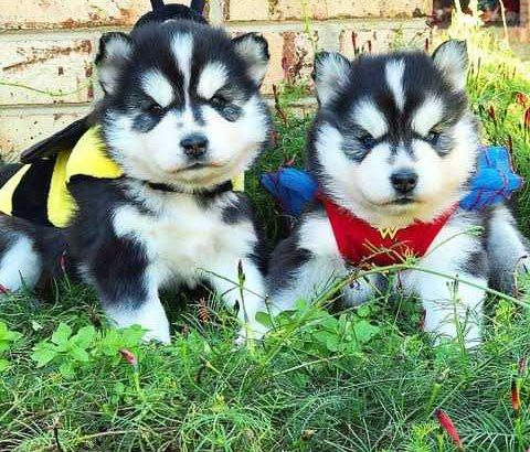 Healthy Blue Eyed Pomsky Female
