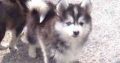 Stunning Blue Eyed Pomsky Puppies