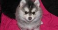 Stunning Blue Eyed Pomsky Puppies