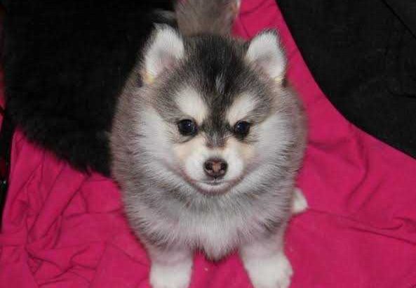 Stunning Blue Eyed Pomsky Puppies