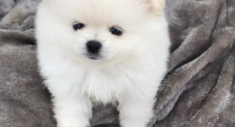 Pomerenian puppies for sale