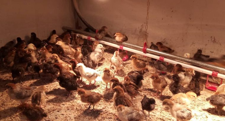 chicken and egg