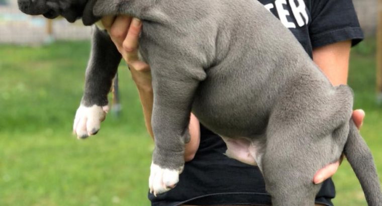 Pitbull puppies available