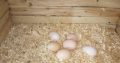 chicken and egg