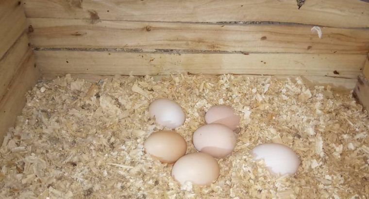 chicken and egg