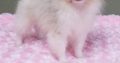 Pomeranian puppies Available for sale