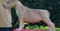Gorgeous American Staffy puppies for sale,
