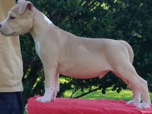 Gorgeous American Staffy puppies for sale,