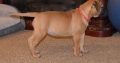 Pure breed and registered bullmastiff pups for sale