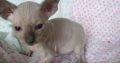 Sphynx Kittens Available for sale