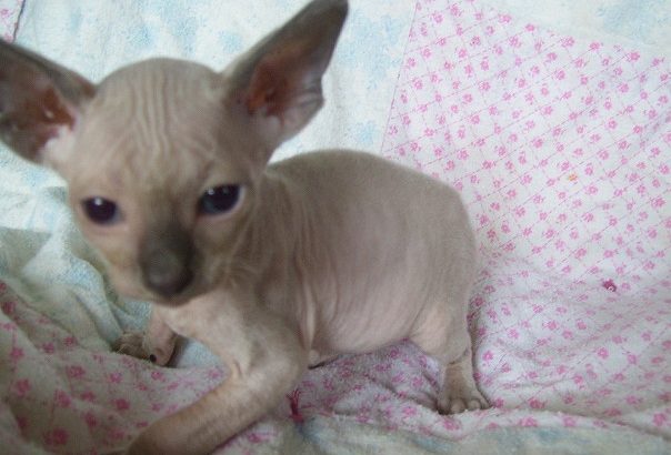 Sphynx Kittens Available for sale