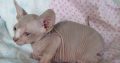 Sphynx Kittens Available for sale
