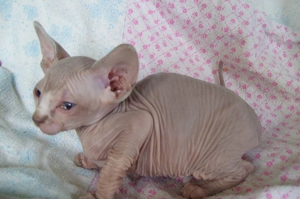 Sphynx Kittens Available for sale