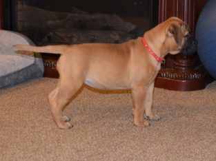 Pure breed and registered bullmastiff pups for sale